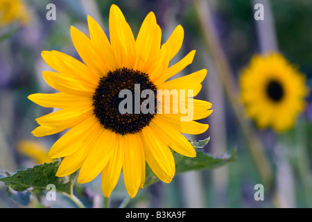 Bellissimo il girasole in giardino. Foto Stock
