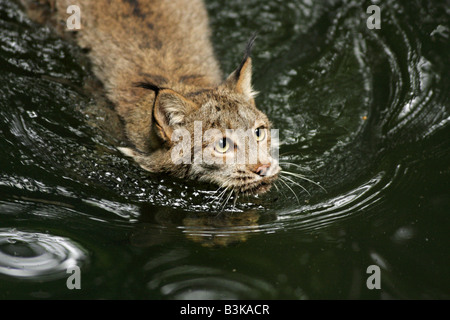 Lince canadese di nuoto in stagno nota Captive oggetto Foto Stock