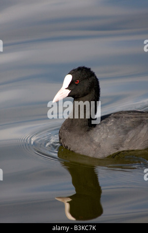 Comune eurasiatica folaga fulica atra Foto Stock