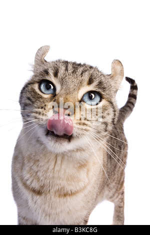 Highlander cat con cattivo atteggiamento con la lingua fuori isolati su sfondo bianco Foto Stock