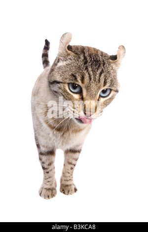 Highlander cat con cattivo atteggiamento con la lingua fuori isolati su sfondo bianco Foto Stock