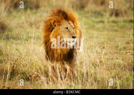 African Lion Panthera leo maschio Masai Mara Kenya Africa Foto Stock