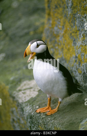 Cornuto PUFFIN (FRATERCULA CORNICULATA) fase di allevamento / Round Island, ALASKA Foto Stock