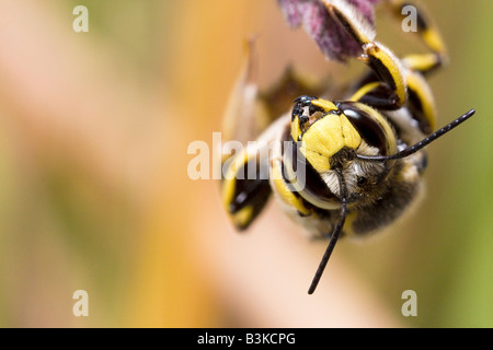 Bee Foto Stock