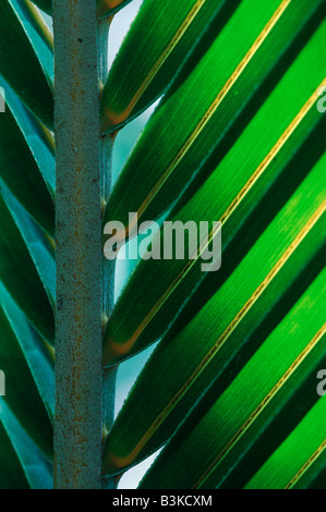 Palm frond Tanzania Africa Foto Stock