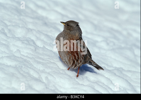 Sordone Prunella collaris adulto sulla neve in Svizzera Foto Stock