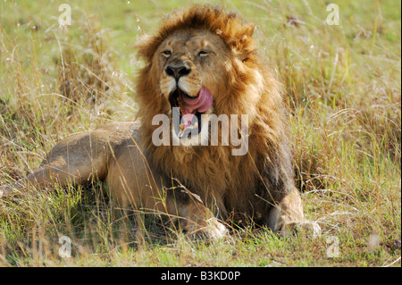 African Lion Panthera leo sbadiglia maschio Masai Mara Kenya Africa Foto Stock