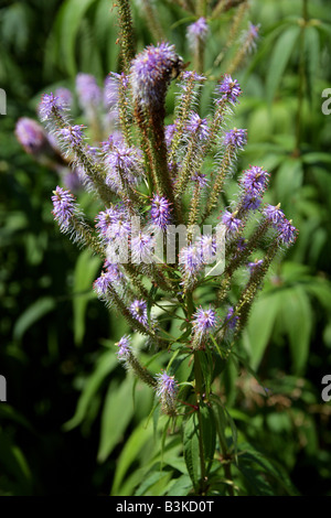 Culver root dell'aka Bowman radice e radice di nero, Veronicastrum virginicum "fascino" Foto Stock