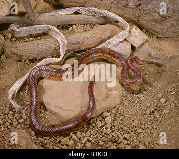 Il MAIS SNAKE, rosso serpente di ratto, Red House di serpenti o rosso serpente di pollo (ELAPHE GUTTATA GUTTATA) SHEDD PELLE IN BACKGROUND Foto Stock