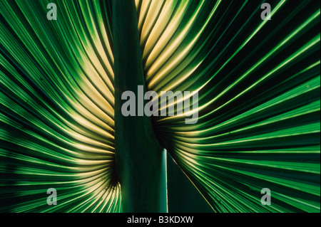 Palm frond Tanzania Africa Foto Stock