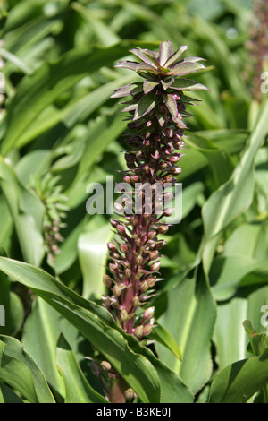 Giglio di ananas, Eucomis comosa, syn E. punctata, Hyacinthaceae, Sud Africa Foto Stock