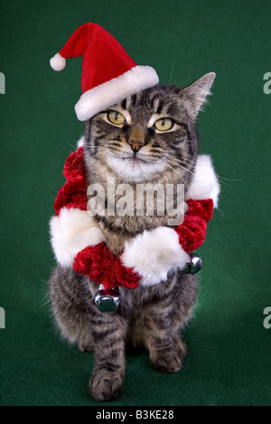 Carino il Natale cat indossando santa hat su sfondo verde Foto Stock