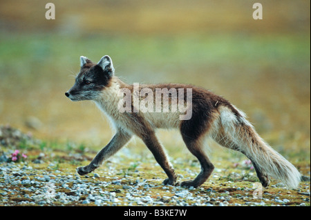 Arctic Fox Vulpes vulpes lagopus adulto a piedi Svalbard Norvegia Arctic Foto Stock