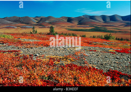 Paesaggio con caduta di colore Uva ursina Arctostaphylos sp Denali Autostrada Alaska USA Foto Stock