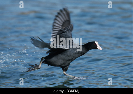 Eurasian Coot fulica atra adulto in esecuzione su acqua svizzera Foto Stock