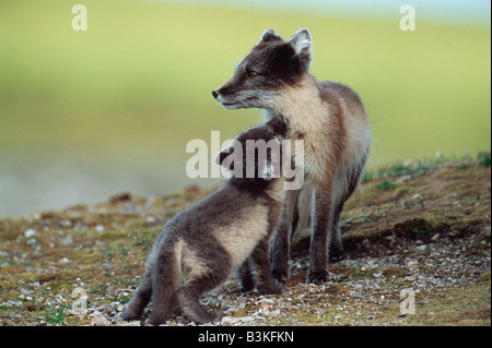 Arctic Fox Vulpes vulpes lagopus adulto con giovani Svalbard Norvegia Arctic Foto Stock