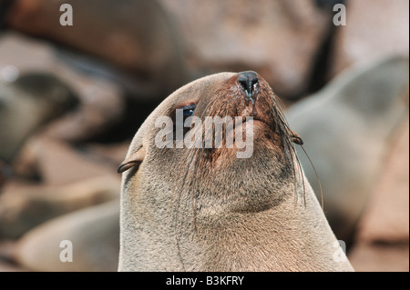 Brown pelliccia sigillo Arctocephalus pusillus adulto Cape Cross Namibia Africa Foto Stock