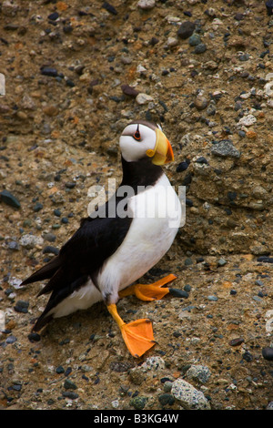 Cornuto Puffin Alaska Maritime National Wildlife Refuge vicino il Parco Nazionale del Lago Clark Alaska Foto Stock