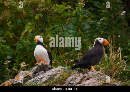 Cornuto e puffini Tufted Alaska Maritime National Wildlife Refuge vicino il Parco Nazionale del Lago Clark Alaska Foto Stock