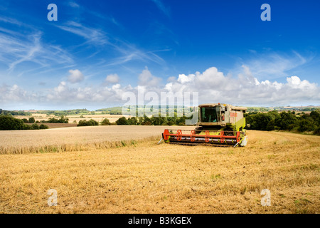 Campo di grano in tarda estate con mietitrebbia, dell agricoltura del Lincolnshire Wolds, REGNO UNITO Foto Stock