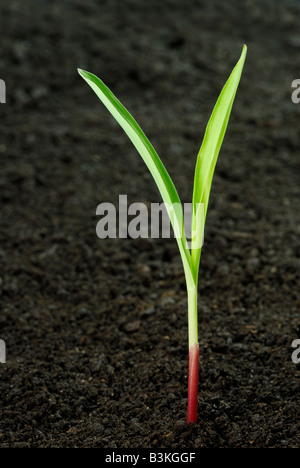 Il mais Zea mays seedling emergente dal terreno scuro la pianta è di 1 a 2 settimane Foto Stock