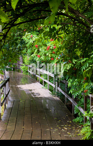 Il Boardwalk in Halibut Cove Kachemak Bay nei pressi di Homer Alaska Foto Stock