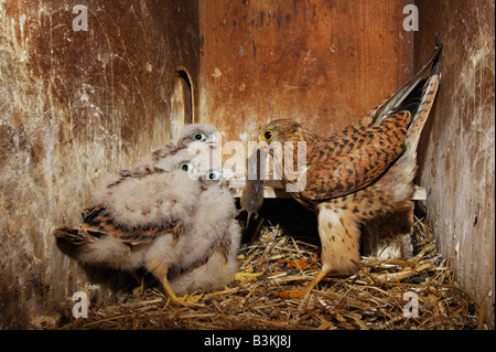 Comune di Gheppio Falco tinnunculus adulto alimentazione dei giovani con il mouse preda della Svizzera Foto Stock