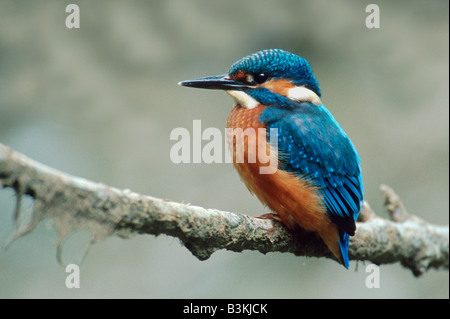 Comune di Martin Pescatore Alcedo atthis giovani appollaiato in Svizzera Foto Stock