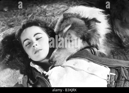 LASSIE VIENI A CASA 1943 MGM film con Elizabeth Taylort Foto Stock