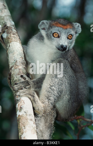 Lemure coronato il Eulemur coronatus femmina nel tree Africa Madagascar Foto Stock