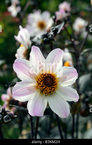 Singola ROSA PALLIDO DAHLIA Foto Stock