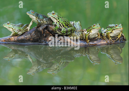 Rana verde Rana esculenta adulti sul log in Svizzera Foto Stock