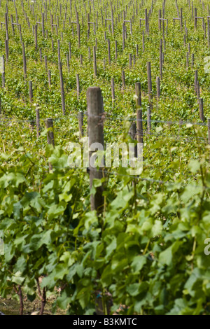 Vigneto, Chiesa e Stato cantina, Brentwood Bay, l'isola di Vancouver, British Columbia, Canada Foto Stock