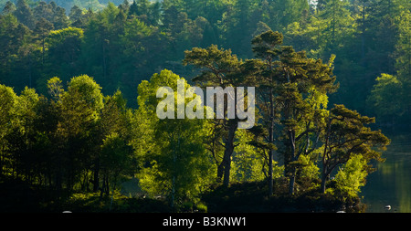 Inghilterra, Cumbria, Parco Nazionale del Distretto dei Laghi. Mix di latifoglie e sempreverdi alberi che circondano le acque bordo del Tarn Hows. Foto Stock