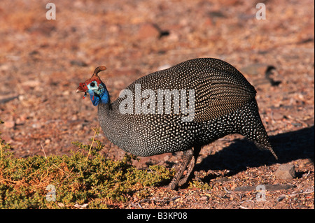 Helmeted Faraone Numida meleagris adulto Namibia Africa Foto Stock