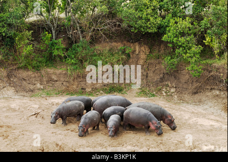 Ippopotamo Hippopotamus amphibius Gruppo in formazione di difesa Masai Mara Kenya Africa Foto Stock