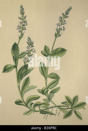 Storico immagini cromoterapia 1880 della pianta medicinale Veronica Veronica longifolia officinalis Foto Stock