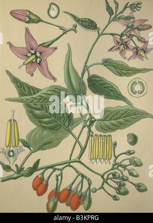 Storico immagini cromoterapia 1880 della pianta medicinale agrodolce dulcamara Solanum dulcamara solanum Foto Stock