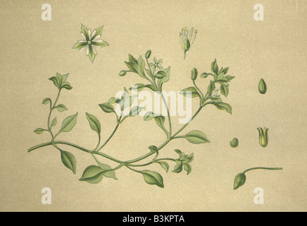 Storico immagini cromoterapia 1880 della pianta medicinale chickweed Stellaria media Foto Stock