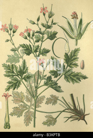 Storico immagini cromoterapia 1880 della pianta medicinale Herb Robert Red Robin Geranium robertianum Foto Stock