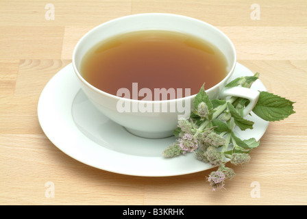 Tisana fatta di piante medicinali menta a cavallo lungo lasciato menta menta biblica mentha longifolia menta selvatice Foto Stock