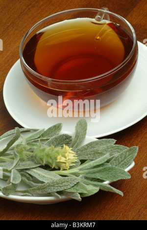 Griechischer Bergtee Bergtee Montagna greca tè tè monte Sefer s tè stregonio marrobio stregonio siciliana sideritis lato Foto Stock