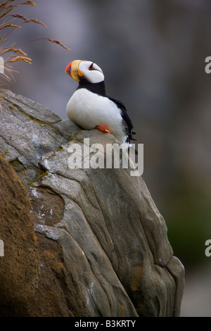 Cornuto Puffin Alaska Maritime National Wildlife Refuge vicino il Parco Nazionale del Lago Clark Alaska Foto Stock