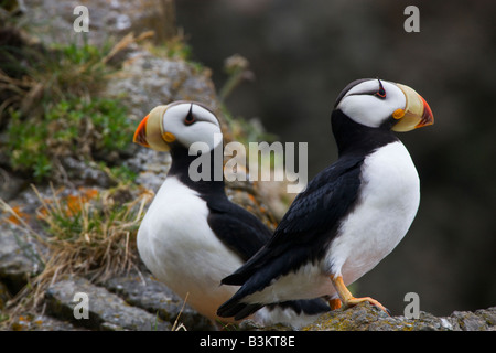 Cornuto Puffin Alaska Maritime National Wildlife Refuge vicino il Parco Nazionale del Lago Clark Alaska Foto Stock