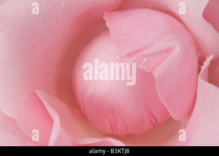 Una rosa Foto Stock