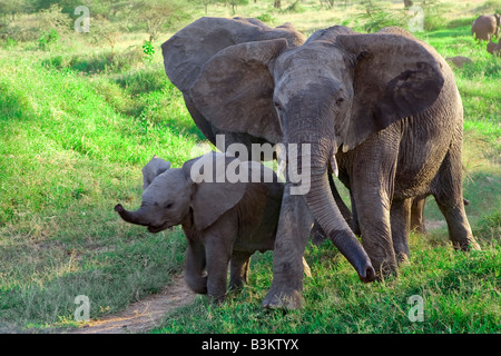 Elefanti Foto Stock