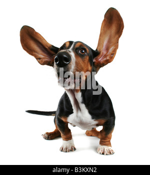 Basset Hound con lunghe orecchie flapping Foto Stock