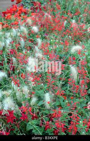 Omaggio COMUNALE IMPIANTI A AMBOISE VALLE DELLA LOIRA UTILIZZANDO PENNISETUM VILLOSUM NICOTIANA x sanderae Piante e salvia COCCINEA Foto Stock