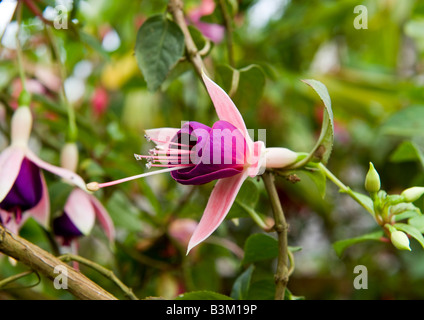 Fuchsia piante con dentellate di foglie verdi, le gemme e le grandi a forma di campana fiori che sbocciano nella magica Deep Purple e colori rosa. Foto Stock