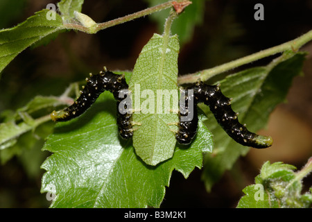 La Betulla sawfly Cimbex femoratus Cimbicidae larve in posa difensiva REGNO UNITO Foto Stock